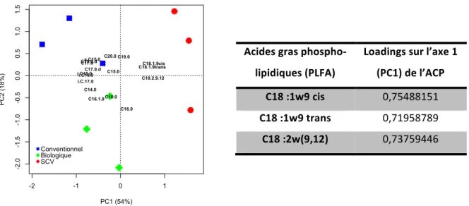 Figure II.6: Analyse en Composantes Principales (ACP) des profils des acides gras phospholipidiques (PLFA) extraits  du sol sous les différents systèmes de culture, et loadings des acides gras responsables de la différenciation