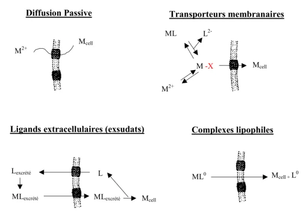 Figure I-4:  Différents mécanismes de transport intracellulaire des métaux traces au
