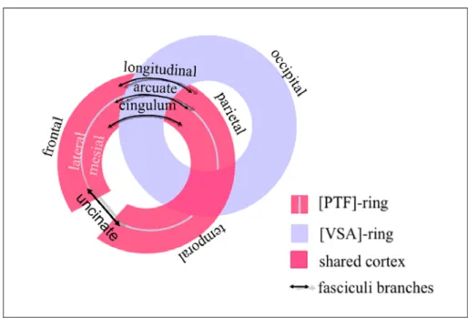 Fig 2.  From Mesmoudi et al. “Schematic representation of the principle of intertwining  of the VSA ring and the PTF ring within each hemisphere, thanks to the major  long-range  tract  fibers