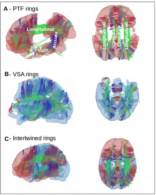 Fig 4.  From Mesmoudi et al. 2013. “Comparison of the topography of the two rings (lat- (lat-eral and dorsal views), with superimposed major cortical fiber tracts (see text for  de-tails)