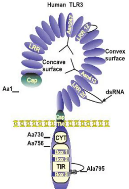 Figure 2 :  Représentation  schématique  du  TLR3  humain  (Vercammen  et  al.,  2008)