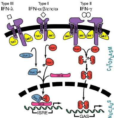 Figure 4 : Transduction  du  signal interféron (Samuel, 2007). La fixation des IFNs sur leur récepteur  active  la  phosphorylation  des  protéines  Stat1  par  les  kinases  de  la  famille  JAK
