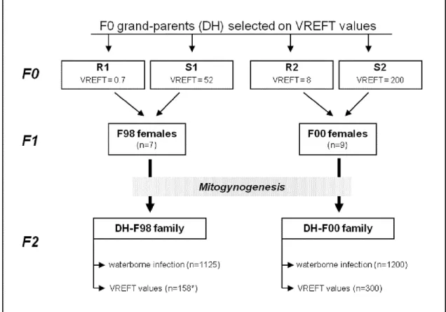 Figure 12. Production of experimental families and QTL design 
