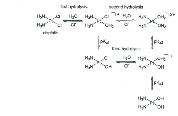 Figure 2. The hydrolysis reaction scheme of cisplatin (Reprinted with permission from Lau and 