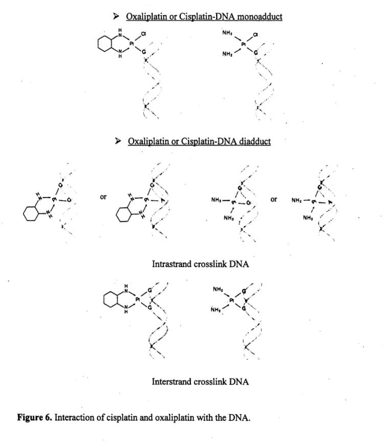Figure 6. Interaction of cisplatin and oxaliplatin with the DNA.