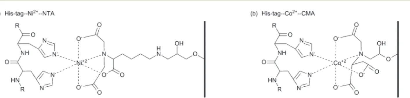 Fig. 18 Models of the interactions between the polyhistidine aﬃnity tag and two immobilized metal aﬃnity chromatography matrices: (a) the nickel–nitrilotriacetic acid matrix (Ni 2+ –NTA)