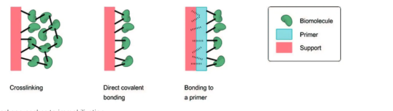 Fig. 19 Chemical approaches to immobilization.