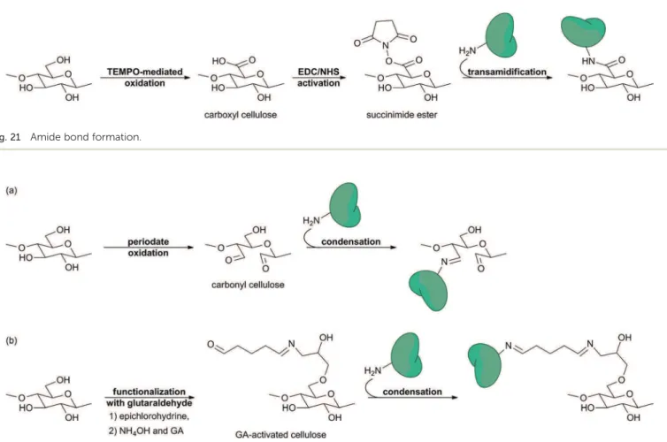 Fig. 22 Imine bond formation (a) through periodate oxidation of cellulose and (b) through functionalization with glutaraldehyde.Fig