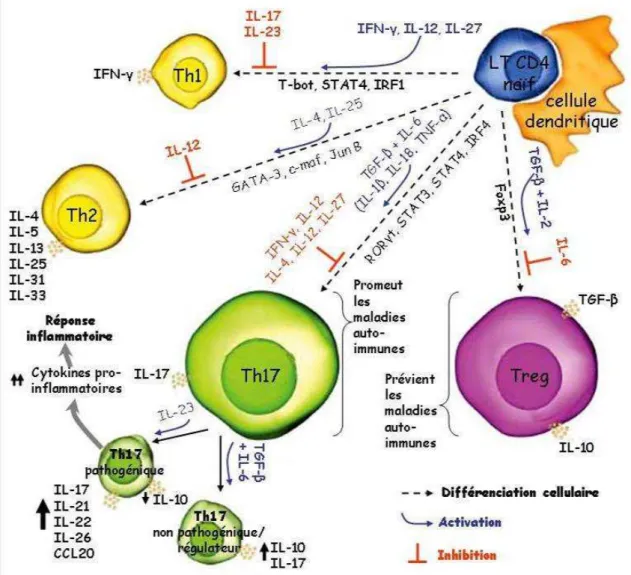 Figure 6 : Induction et régulation des cellules Th1/Th2/Th17 et T régulatrices 