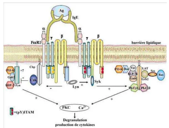 Figure 9 : Signalisation intracellulaire via le FcεRI aboutissant à la dégranulation des  mastocytes et basophiles