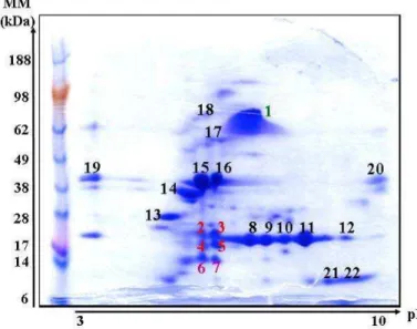 Figure 11 : Electrophorèse bidimensionnelle de l’arachide et identification des protéines   ( n°1 : Ara h 1 , n°2-5 : Ara h 2, n°6-7 : Ara h 6, n°8-22 : fragments de glycinines 
