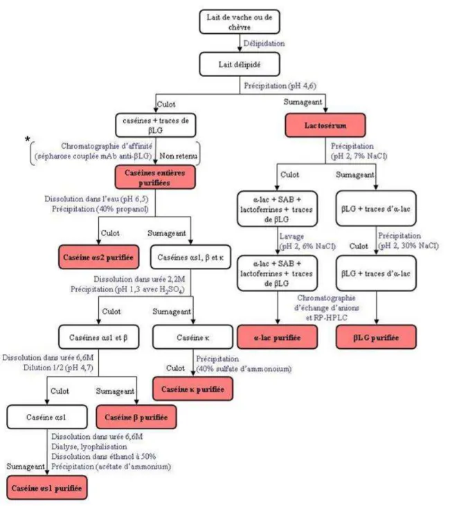Figure 12 : Etapes de la purification des allergènes du lait de vache. 