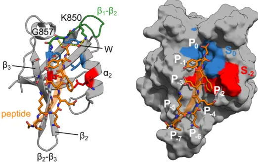 Figure 1.3 – Interface de liaison PDZ:peptide. Le domaine PDZ de Tiam1 lié au peptide