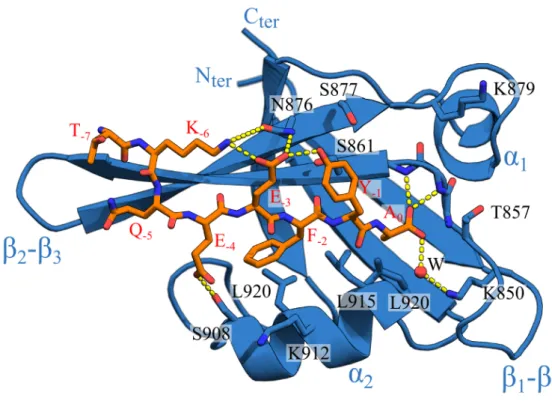 Figure 1.5 – Interface de liaison de Tiam1 avec le peptide Sdc1. Tiam1 est en bleu