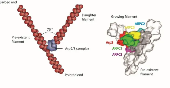 Figure 5. The actin branch junction. 