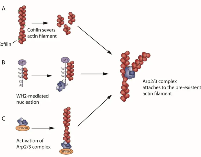 Figure 6. Generation of pre-existent mother filament de novo for priming of the Arp2/3  complex