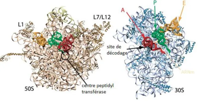 Figure 1.6 : Vue de la sous-unité 50S (gauche) et 30S (droite) du ribosome bactérien. En couleur se trouvent les  ARNt aux différents sites de fixation possible A, E, P