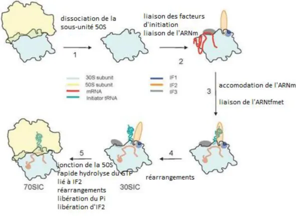 Figure 1.7 : Vue schématique du demarrage de la traduction chez les Bacteries 