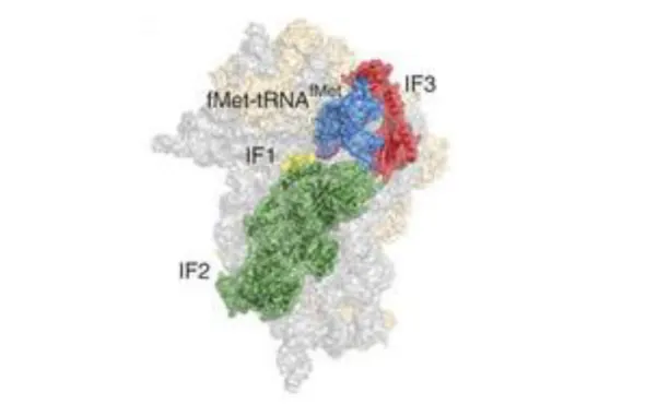 Figure 1.9 : Modèle structural du 30S-IC bactérien basé sur une reconstruction de cryo-EM