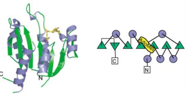 Figure 10. Class I SAM-dependent MTases. An example of class I MTase tertiary structure: M.HhaI  (pdb: 6MHT) (left) and its topology diagram (right) (Schubert et al., 2003)