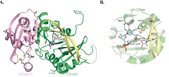 Figure 18. Crystal structure of YlTrm9-Trm112 complex. (A) Ribbon representation of YlTrm9- YlTrm9-Trm112 complex