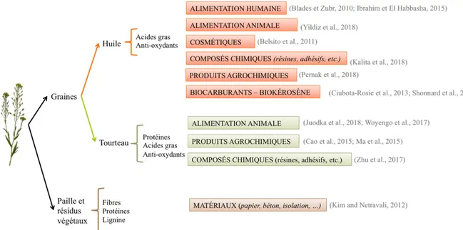 Figure  7.  Diversité  des  débouchés  de  l’huile,  du  tourteau  et  des  résidus  de  culture  de  cameline