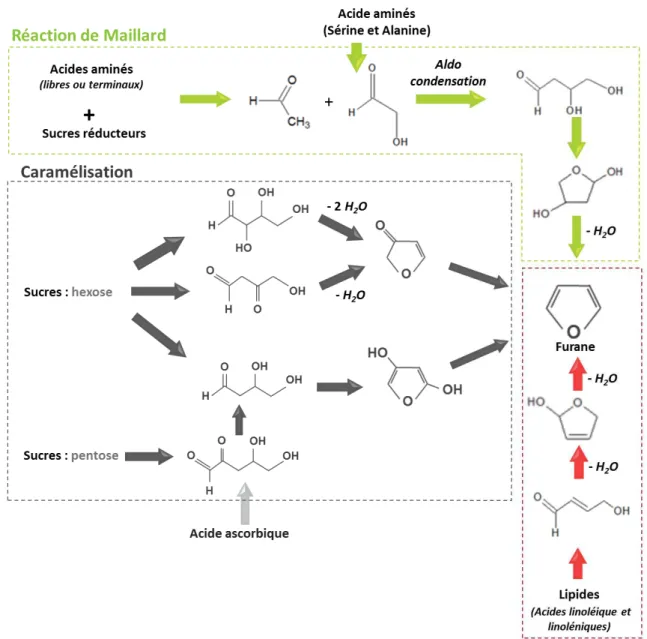Figure 18 : Principales voies de synthèse des furanes à partir des acides aminés, de sucres, de l'acide ascorbique et des PUFA 