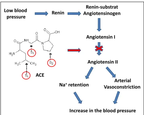Figure 1.1. Role of angiotensin converting enzyme on the regulation of blood pressure