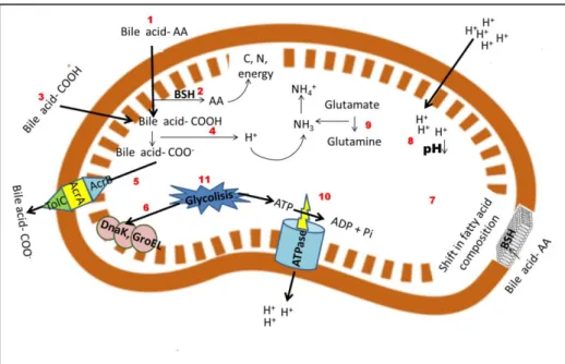 Figure  1.5.  Bacterial  main  stress  responses  to  digestive  stress  caused  by  low  pH  and  bile 