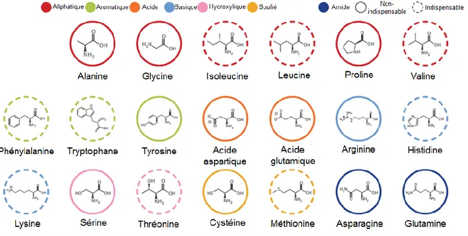 Figure 1. Les 20 acides aminés protéinogènes