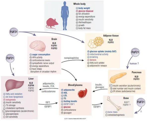 Figure 10. Effets métaboliques de FGF21 chez la souris et l’homme [100]