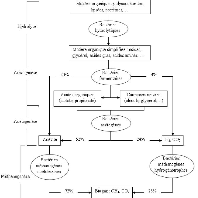 Fig 3 : Schéma général du processus de méthanisation (adapté de méthanisation.info) 