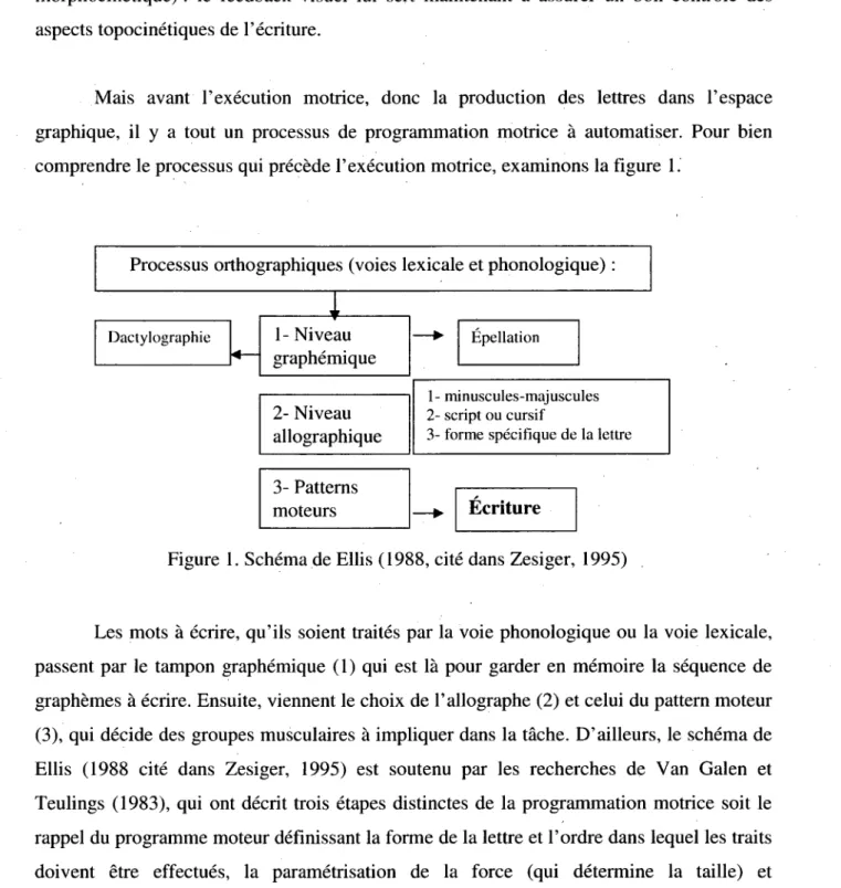 Figure 1. Schema de Ellis (1988, cite dans Zesiger, 1995) 