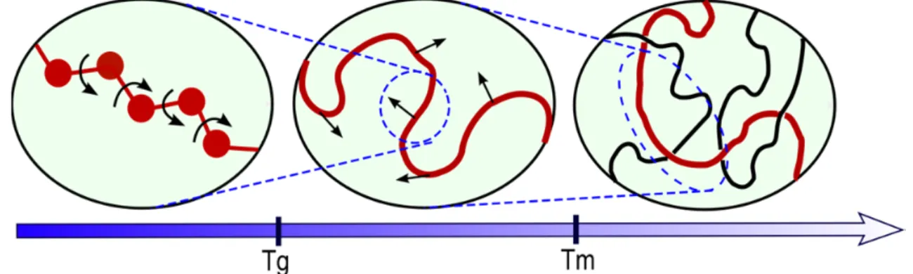 Figure 2-8 Largest polymer displacements versus temperature. T g  is the glass transition  temperature, T m  is the melting temperature, (after Paul and Smith (2004))