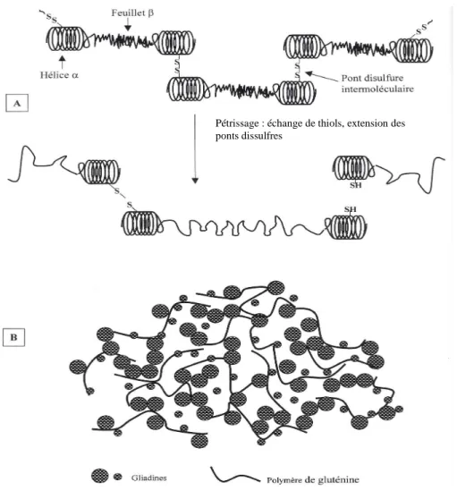 Figure 2.18 : Composition en lipides de la farine (Feillet, 2000). 