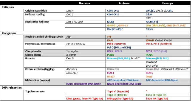 Tableau  1.  Les  protéines  de  la  réplication  chez  les  archées  comparées  aux  deux  autres  domaines