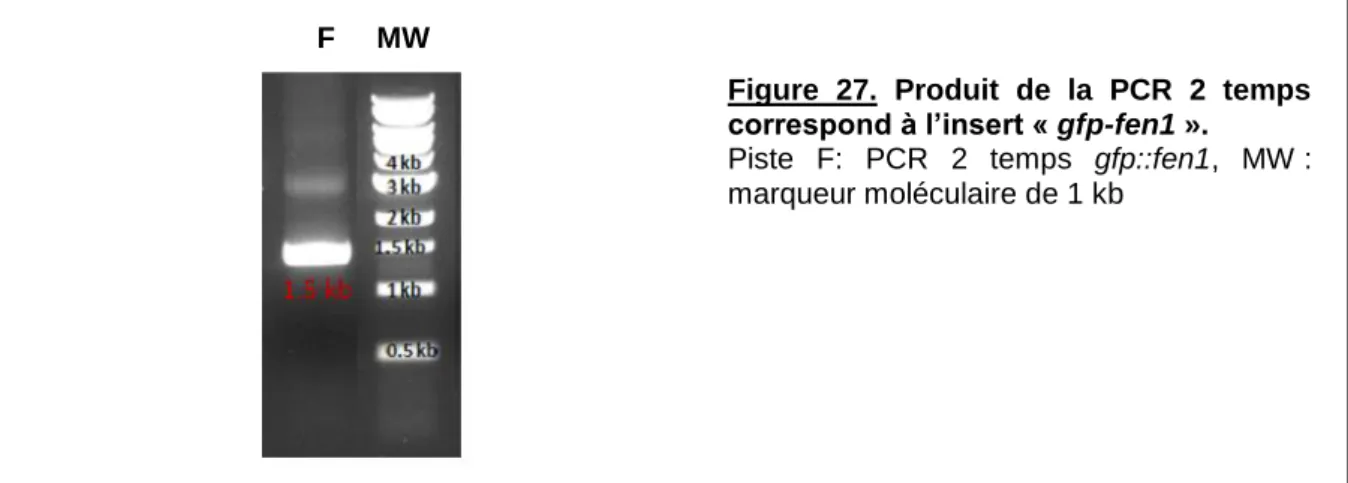 Figure  27.  Produit  de  la  PCR  2  temps  correspond à l’insert « gfp-fen1 ». 