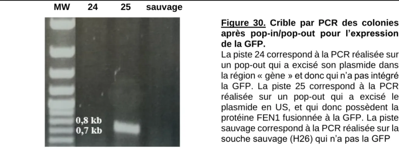 Figure  30.  Crible  par  PCR  des  colonies  après  pop-in/pop-out  pour  l’expression  de la GFP