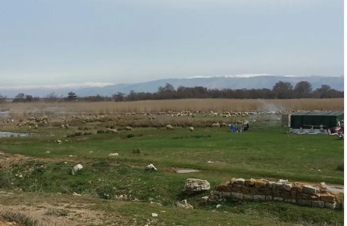 Figure 10: Herd of Awassi sheep grazing in the village of Ammiq – West Bekaa – March 2014  