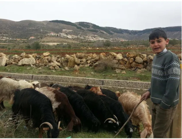 Figure 17: Instead of going to school, the little Syrian boy is helping his father watching the herd – March 2014, village  of Kherbet Qanafar, West Bekaa  