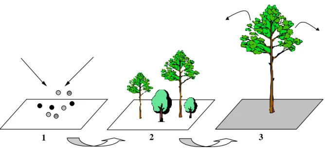 Figure I.15: processus de colonisation d’un patch vide. Les propagules arrivent au sein d’un 