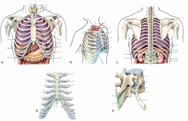 Figure 5 – Thorax a.vue antérieure, b.vue antéro-latérale, c.vue postérieure, d.articulations sterno-costales, e.articulation costo-vertébrale (Kamina, 2004)