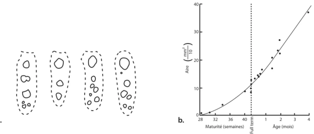 Figure 17 – a.Modèles d’ossification sternale chez 4 nouveaux-nés à terme, b.Corrélation entre surface des sternèbres et l’âge (Riach, 1967)