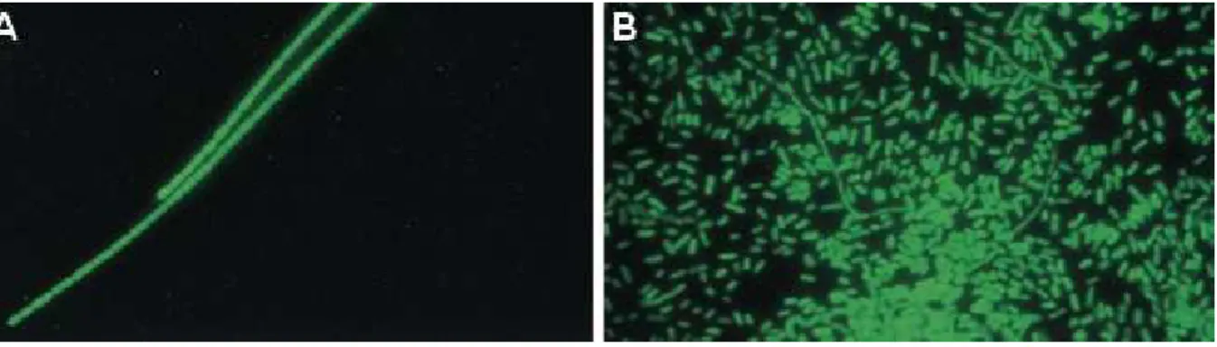Figure 17 : Expression de la GFP dans les cellules A) filamenteuses, cultivées sur milieu NB 0,1 % et B)  dispersées cultivées sur milieu NB 1 % (d’après Suzuki et al., 2002)