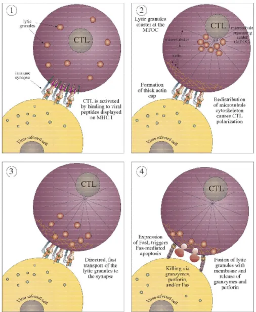 Figure 1.3: Killing by Cytotoxic T Lymphocyte