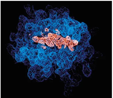 Figure 1.6: Epitope presented in the groove of a MHC class I molecule
