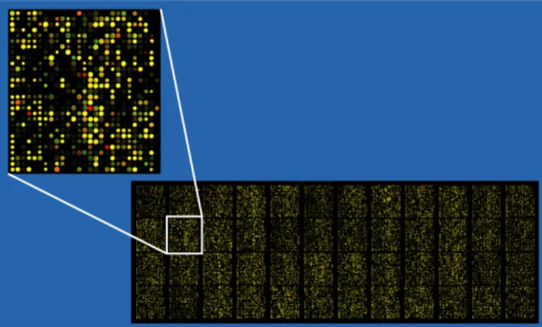 Figure 1.7: Example of an approximately 37,500 probe spotted oligo microarray with en- en-larged inset to show detail (source: Wikipedia).