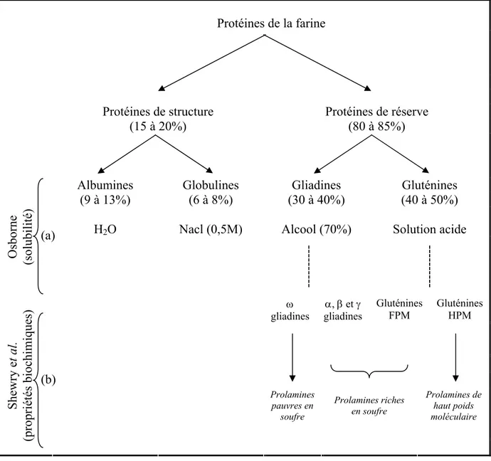 Figure 1  Classifications  des  protéines  de  la  farine  proposées  par (a) Osborne  (1907)  et (b) Shewry et al