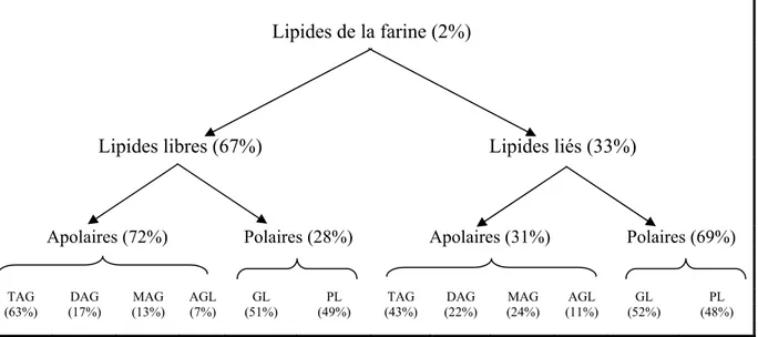Figure 5  Composition moyenne en lipides d’une farine de blé de type 55 (D’après                                    Berger, 1983)
