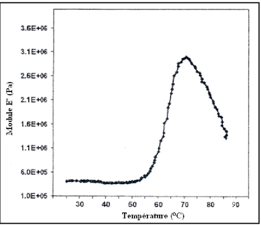 Figure 36 :   Evolution du module E’ d’une suspension d’amidon à 42% de teneur en eau en  fonction de la température du corps de mesure (fréquence 5Hz, amplitude de  déformation 0,05%, vitesse de chauffe 1°C/min) (Adapté de Rolée et Le Meste,  1997)